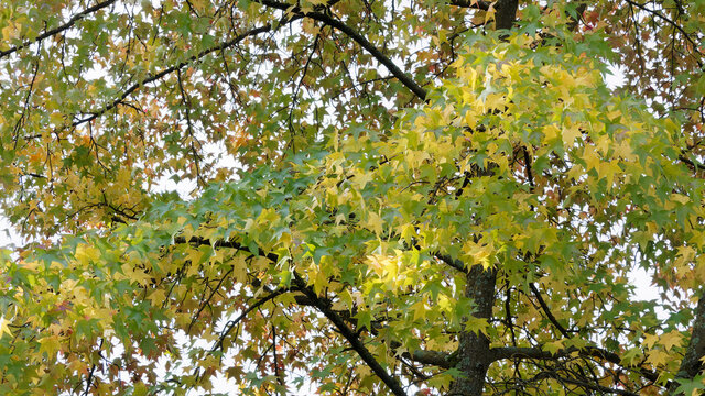 (Liquidambar styraciflua) Feuilles &eacute;toil&eacute;es, palmatilob&eacute;es et finement dent&eacute;es de couleur automnale vert et jaune Copalme d'Am&eacute;rique 