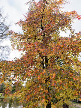 Copalme d'Am&eacute;rique ou Liquidambar styraciflua. Arbre d'ornement &agrave; cime ovale, bois pr&eacute;cieux &agrave; &eacute;corce brun fonc&eacute;, feuillage palm&eacute;, lob&eacute; et &eacute;toil&eacute; de vert, rouge&acirc;tre &agrave; pourpre en automne