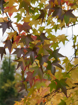 Liquidambar styraciflua | Copalme d'Am&eacute;rique, arbre d'ornement &agrave; forme pyramidale au feuillage palm&eacute; et lob&eacute; de vert intense aux couleurs chaleureuses jaune, orang&eacute; &agrave; pourpre