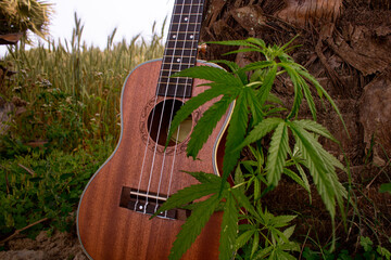 Song with marijuana. Ukulele sings songs with nature. The touch of the song is in the middle of...