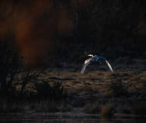 scene with flying bats