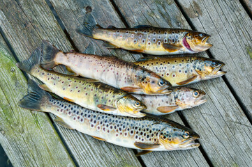 Trout fishing in Bergen Norway.