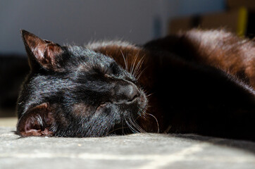 black cat sleeping at sun by window
