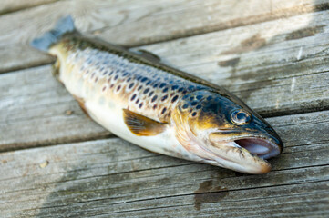 Trout fishing in Bergen Norway.