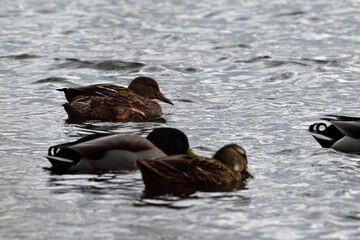 Curly tailed ducks floating on a lake