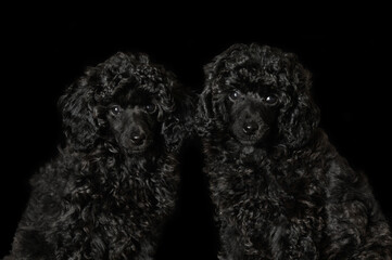 two poodle puppies portrait on black background