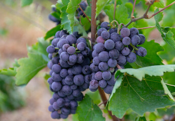 harvest of blue grapes. fields vineyards ripen grapes for wine