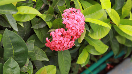 Ixora coccinea Plant and red flower Idly Poo Plant with green leaf backround