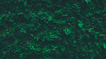 dark green abstract foliage nature background