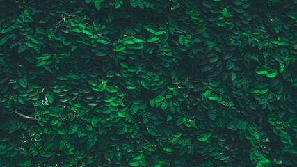 dark green abstract foliage nature background