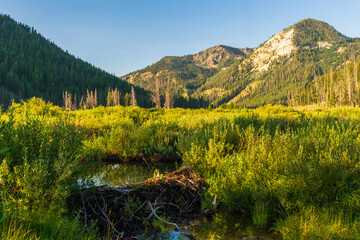 Beaver Dam in the Sawtooth National Recreation Area, Idaho © TSchofield