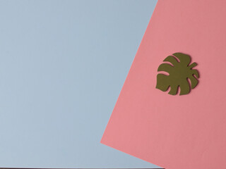 Dark green leaves of monstera (Monstera deliciosa) the tropical foliage plant on blue background