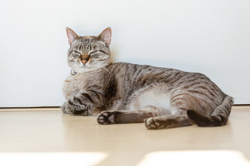 gray tabby cat laying on the floor