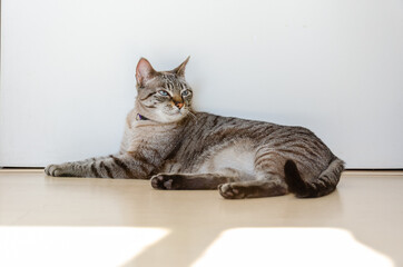 gray tabby cat laying on the floor