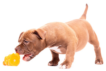 A brown-colored American Bully puppy plays with a plastic toy. Isolated on a white background