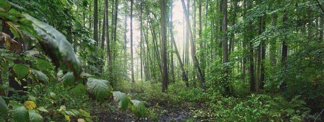 Panoramic view of the mysterious swampy forest. Mighty trees, plants, moss, fern. Overcast day,...