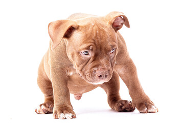 A brown American bully puppy stands calmly and looks at the viewer. Isolated on a white background