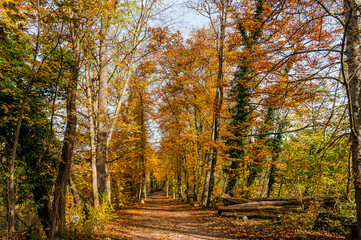 M&uuml;nchenstein, Wald, Waldweg, Auwald, Laubb&auml;ume, Birs, Birstal, Baselland, Herbst, Herbstfarben, Herbstsonne, Wanderweg, Schweiz