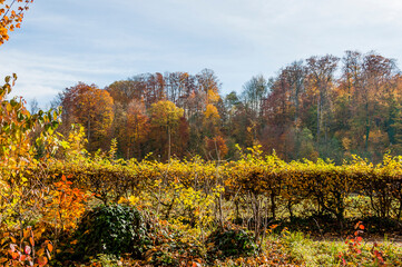 Naklejka premium Münchenstein, Wald, Waldweg, Auwald, Laubbäume, Mischwald, Birs, Birstal, Baselland, Herbst, Herbstfarben, Herbstsonne, Wanderweg, Schweiz