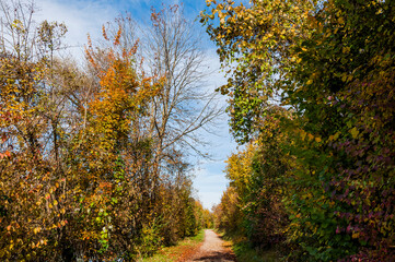 Münchenstein, Wald, Waldweg, Auwald, Laubbäume, Birs, Birstal, Baselland, Herbst, Herbstfarben, Herbstsonne, Wanderweg, Schweiz