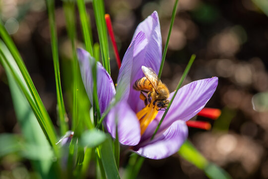 Particolare di un fiore di zafferano con un ape che si ciba al suo interno