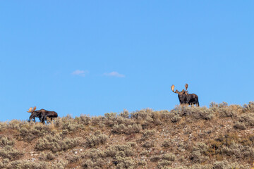 Pair of Bull Shiras Moose in Autumn in Wyoming