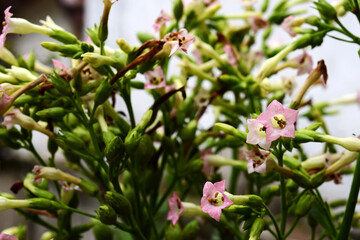 tobacco flower