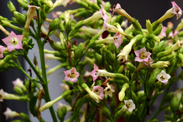 tobacco flowers exposed to rain