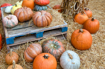 pumpkins on the farm