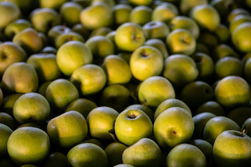 
Close up of freshly harvested ripe green apples in big crates in orchard warehouse. Modern apple plantation and farmhouse. Annual harvesting period.