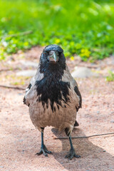 Black crow walks on green lawn. Raven on grass. Wild bird on meadow.