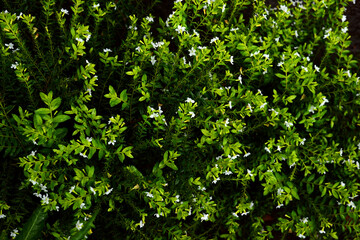 Obraz premium green ivy leaves