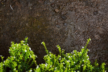 green moss on a stone
