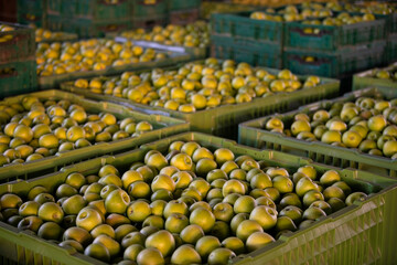 
Close up of freshly harvested ripe green apples in big crates in orchard warehouse. Modern apple plantation and farmhouse. Annual harvesting period.