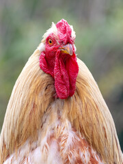Rooster with light brown feathers close up, portrait of a rooster