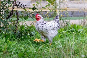 White chicken walks on the grass in the garden