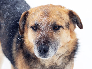 Large watch dog with a close look in the winter covered with snow, portrait of a dog