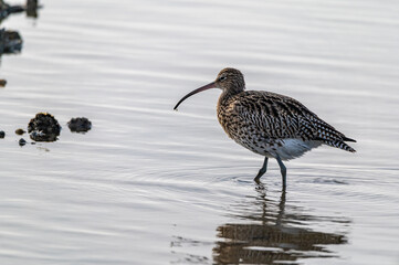 Großer Brachvogel auf Nahrungssuche