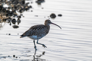 Großer Brachvogel auf Nahrungssuche