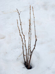 Currant bush in the spring during the melting snow