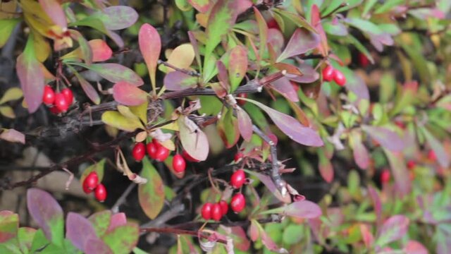 red berries and fall foliage
