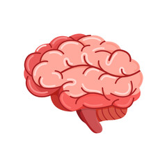 Human brain organ anatomy on white background