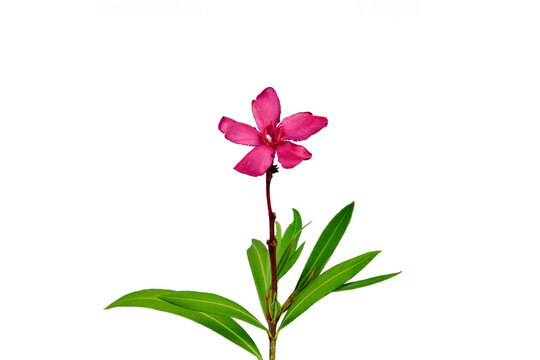 Oleander flower on a white background. Nerium oleander is a shrub or small tree in the dogbane family Apocynaceae.