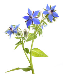 Borage  (Borago officinalis)