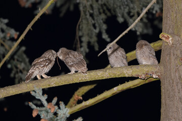 Tawny owl female is feeding her juveniles