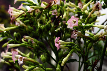 tobacco pink and white flower