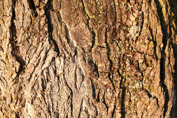 in the woods, bark of a tree, with copyspace