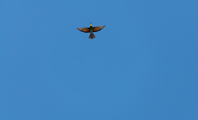 European bee-eater flying in the blue sky. 