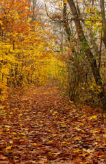 The path under the autumn leaves. The path is covered with dead leaves, all around the trees, maples, still have their yellow orange foliage of autumn.