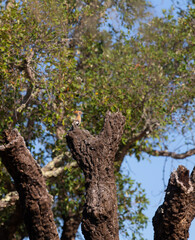 Hoopoe sits on a cork oak. Portugal, Algarve.